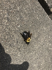 Xylocopa appendiculata circumvolans