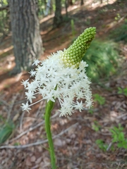 Xerophyllum asphodeloides
