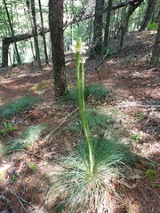 Xerophyllum asphodeloides