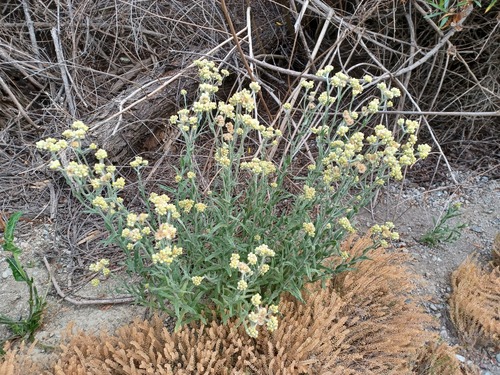 iNaturalist observation photo of cottonbatting plant