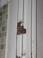 Scinax acuminatus