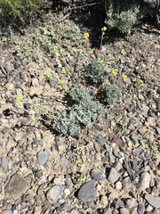 Artemisia nuttallii