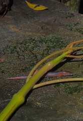 Singapore Swamp Skink photo 4