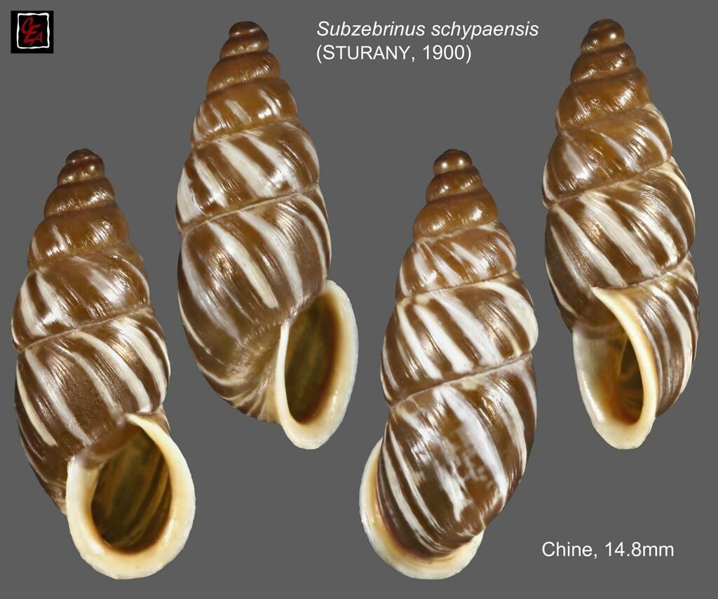 Pseudonapaeus