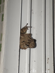 Scinax acuminatus