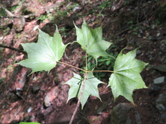 Acer pictum mono