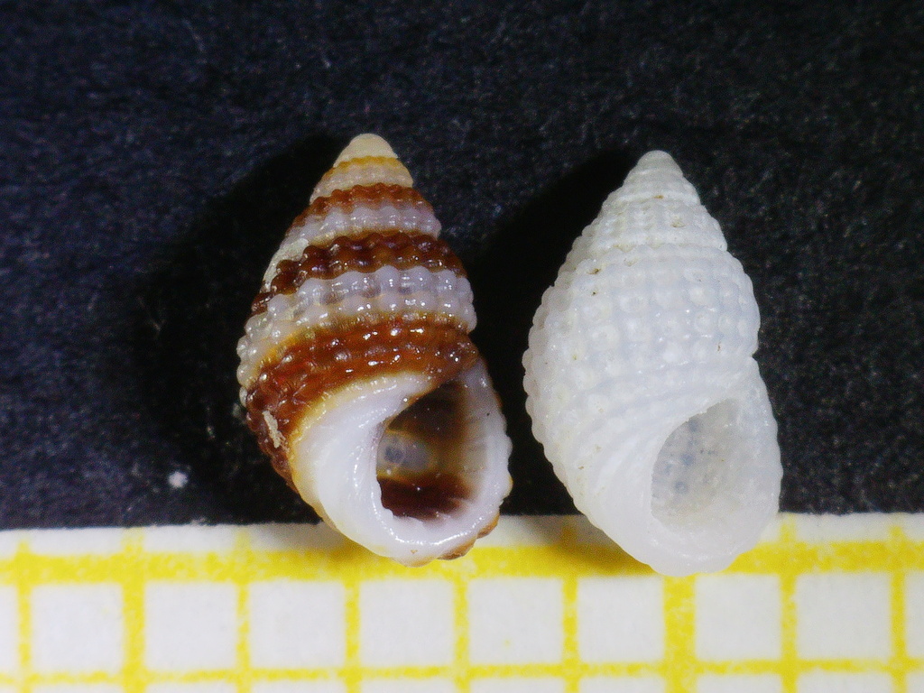 Alvania mamillata