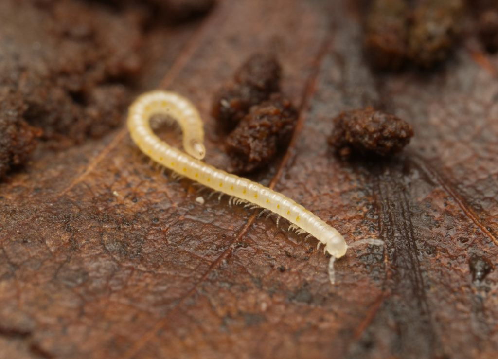 Blaniulinae