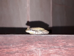 Scinax nasicus