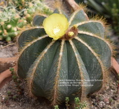 Parodia magnifica
