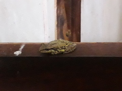 Scinax nasicus