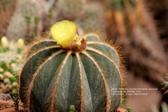 Parodia magnifica