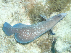 Rypticus saponaceus