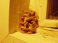 Peziza domiciliana