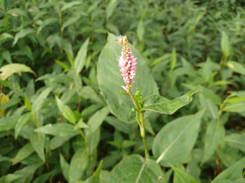 iNaturalist observation photo of knotweeds, smartweeds, and waterpeppers
