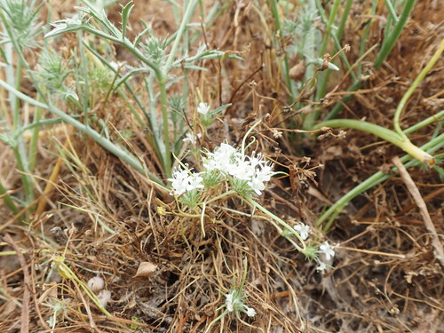 Image of Navarretia myersii by no rights reserved