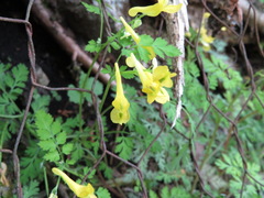 Corydalis pallida tenuis