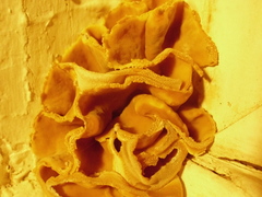 Peziza domiciliana