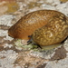 Cellar Slugs - Photo (c) Σάββας Ζαφειρίου (Savvas Zafeiriou), some rights reserved (CC BY-NC)