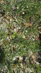 Chaetopappa asteroides