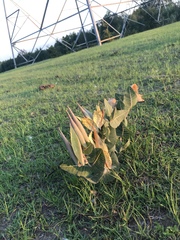 Asclepias humistrata image