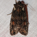 Plush-naped Pinion - Photo (c) Larry Clarfeld, some rights reserved (CC BY-NC), uploaded by Larry Clarfeld