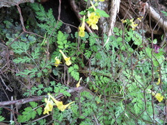 Corydalis pallida tenuis