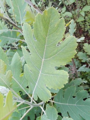 Bocconia latisepala (Bocconia latisepala)