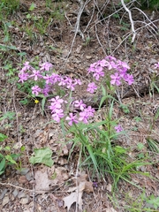 Phlox buckleyi