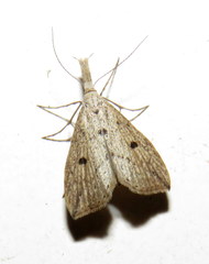 Trigonistis demonias