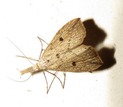 Trigonistis demonias