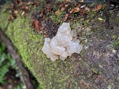 Exidia novozealandica