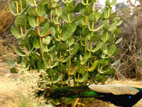 giant milkweed