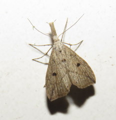 Trigonistis demonias