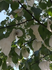 Davidia involucrata