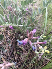 Astragalus shortianus