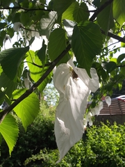 Davidia involucrata