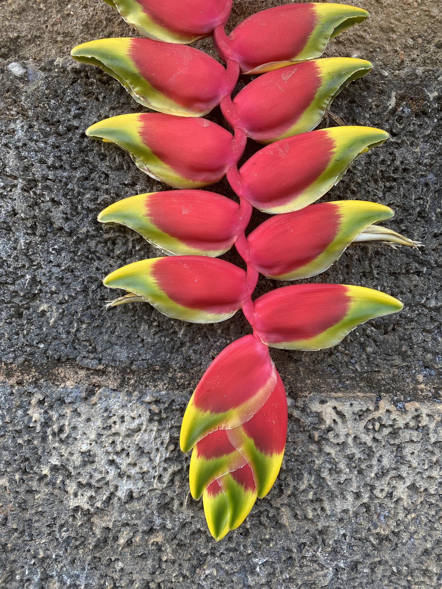 Heliconia rostrata