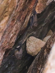 Balantiopteryx plicata