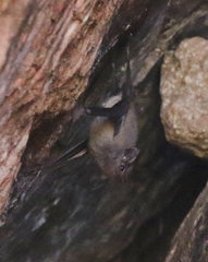 Balantiopteryx plicata