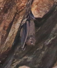Balantiopteryx plicata