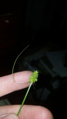 Carex cephalophora