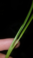 Carex cephalophora