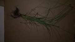 Carex cephalophora