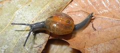 Bekkochlamys