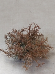 Sphaerophorus venerabilis