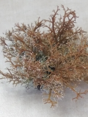 Sphaerophorus venerabilis