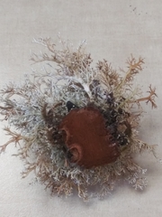 Sphaerophorus venerabilis