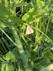 Zanclognatha pedipilalis