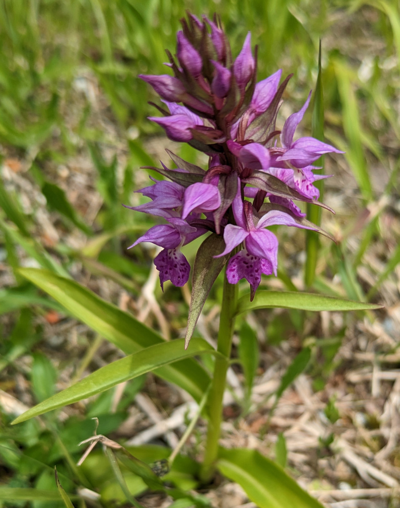 Dactylorhiza